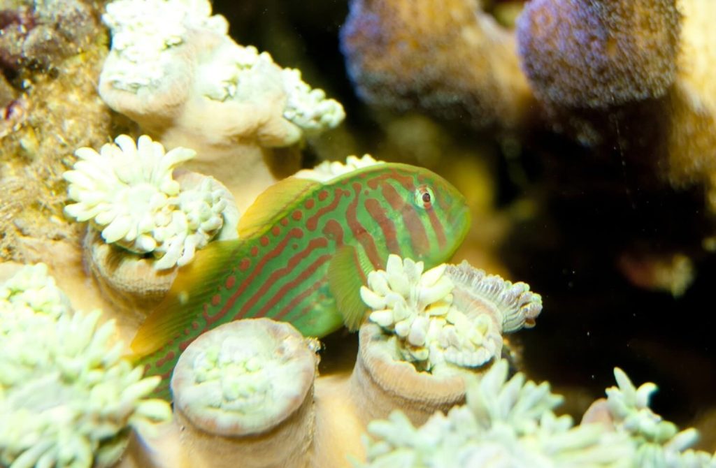 green clown goby