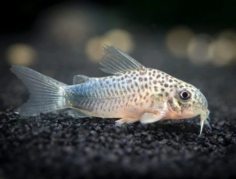 Tetras Lifespan How Long Can Tetra Fish Live Without A Filter