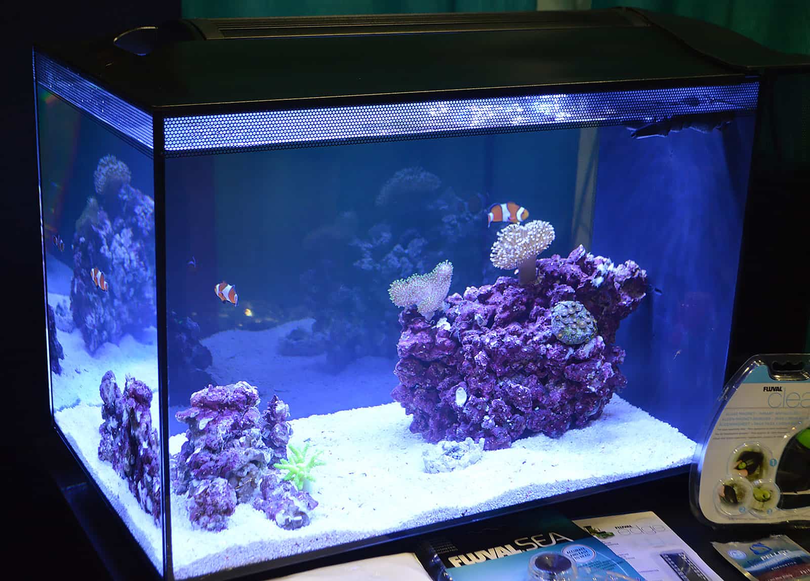 Read more about the article Discover How Much It Cost to Maintain A Saltwater Aquarium