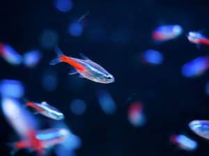 Read more about the article Tetras Lifespan: How Long Can Tetra Fish Live Without A Filter