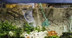Read more about the article The Best Tips for Cleaning a 5-Gallon Betta Fish Tank