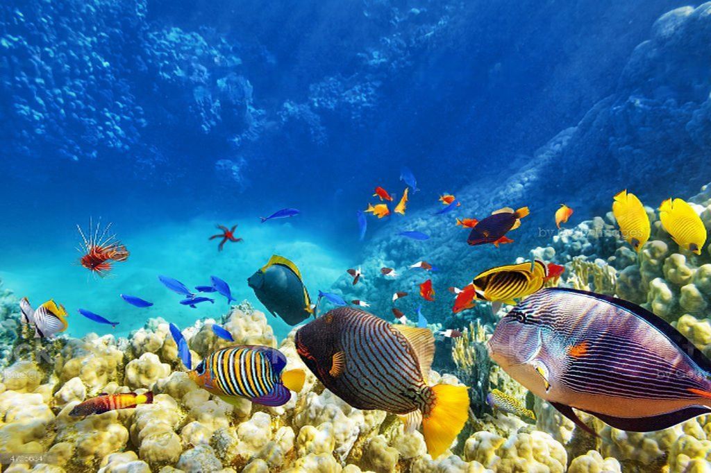 Read more about the article 7 Captivating Saltwater Fish for 90-Gallon tank