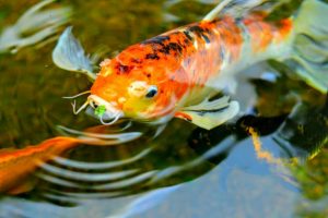 Read more about the article When Should I Feed My Fish For the First Time?