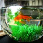 Can Goldfish Live in a Bowl with a Plant?