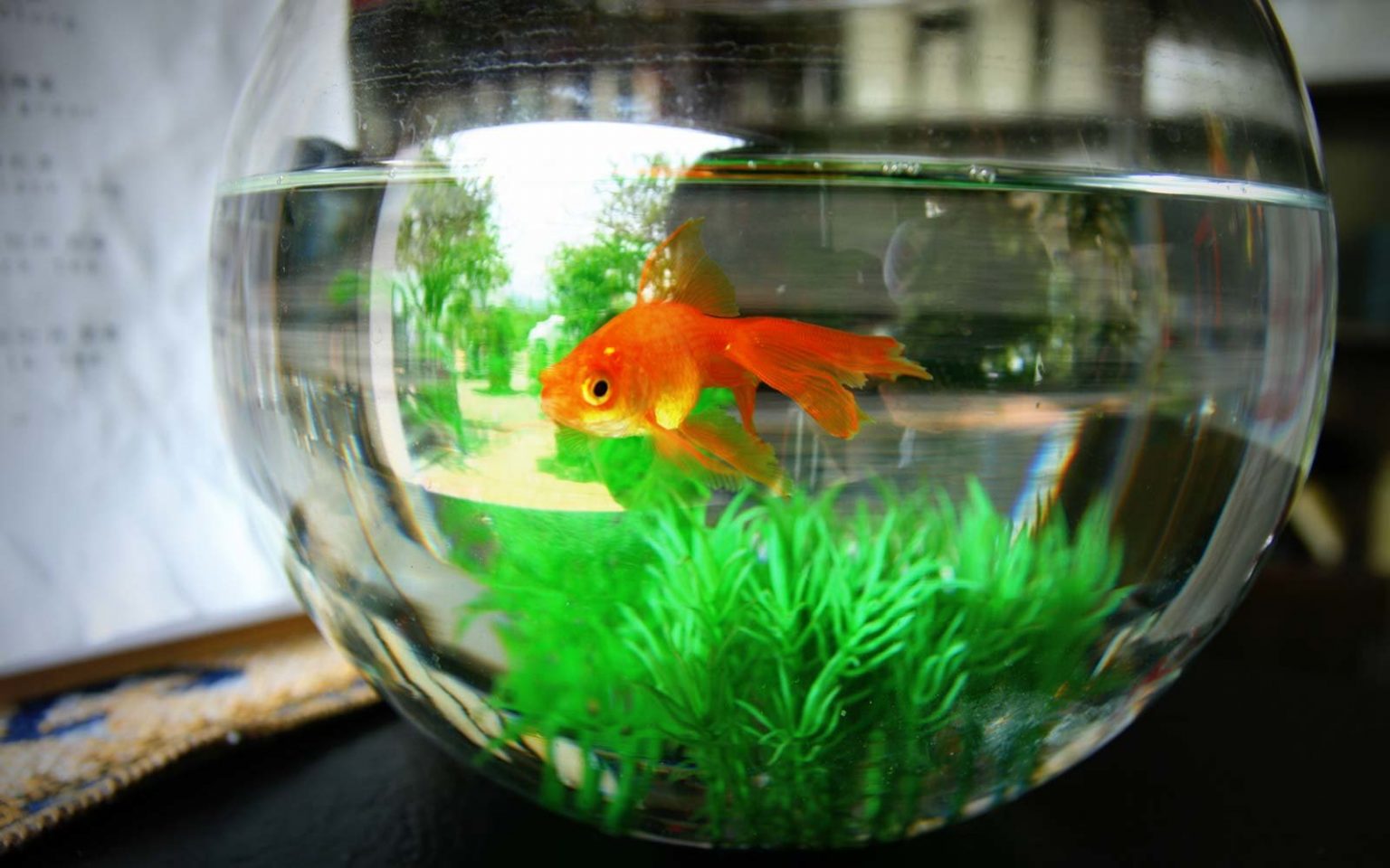Can Goldfish Live in a Bowl with a Plant?