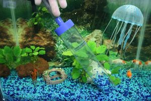 Read more about the article Healthy Ways to Keep Fish Tank Clean Without Changing Water