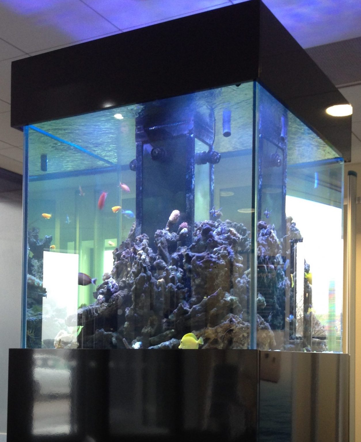 Healthy Ways to Keep Fish Tank Clean Without Changing Water