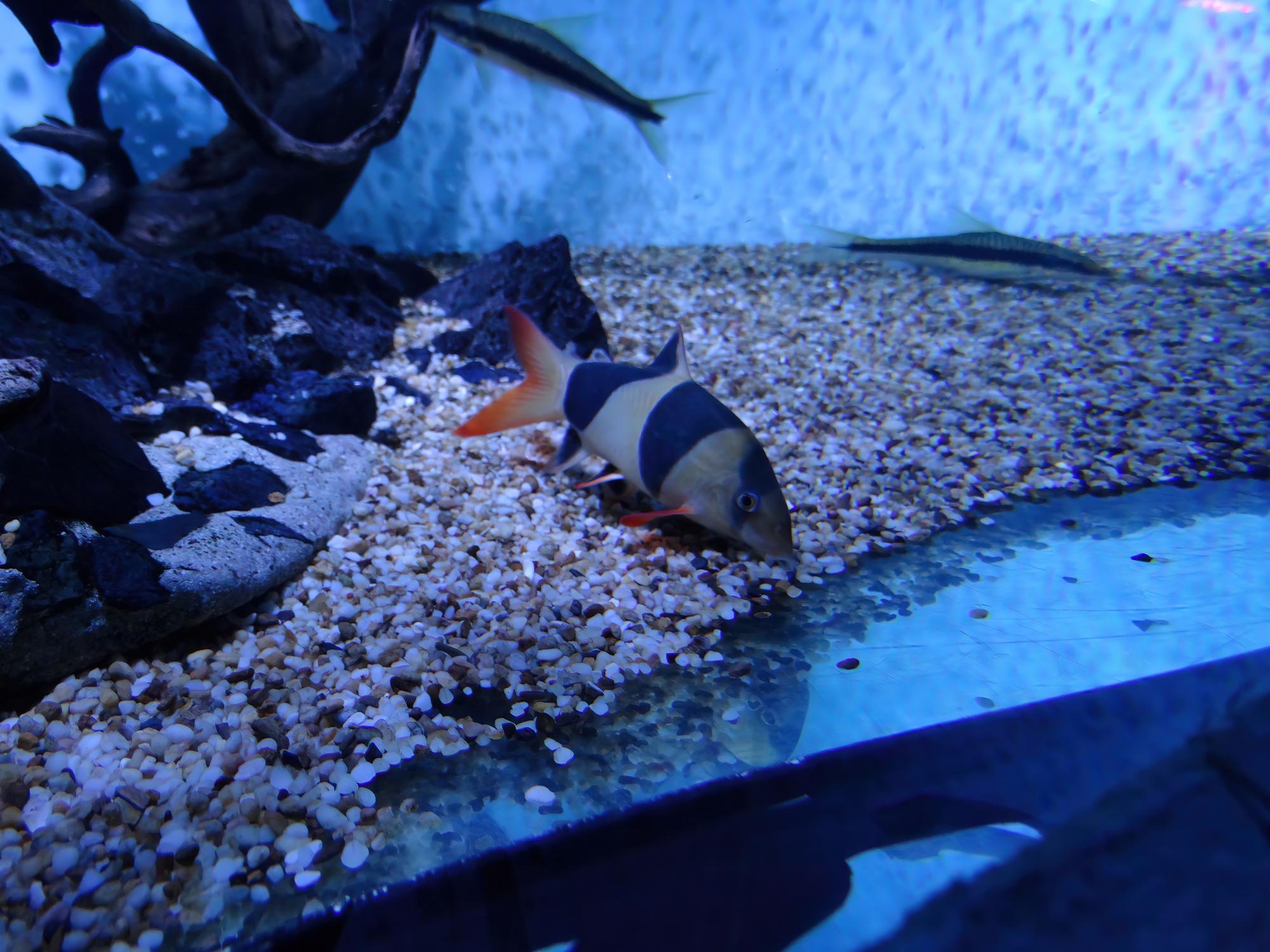 Preventing Fish from Dying in Aquarium and Keeping Fish Alive in a Bowl