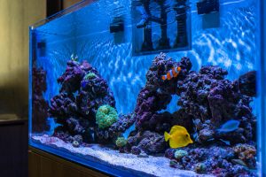 Read more about the article Best Saltwater Aquarium Fish: A Comprehensive Guide for Beginners