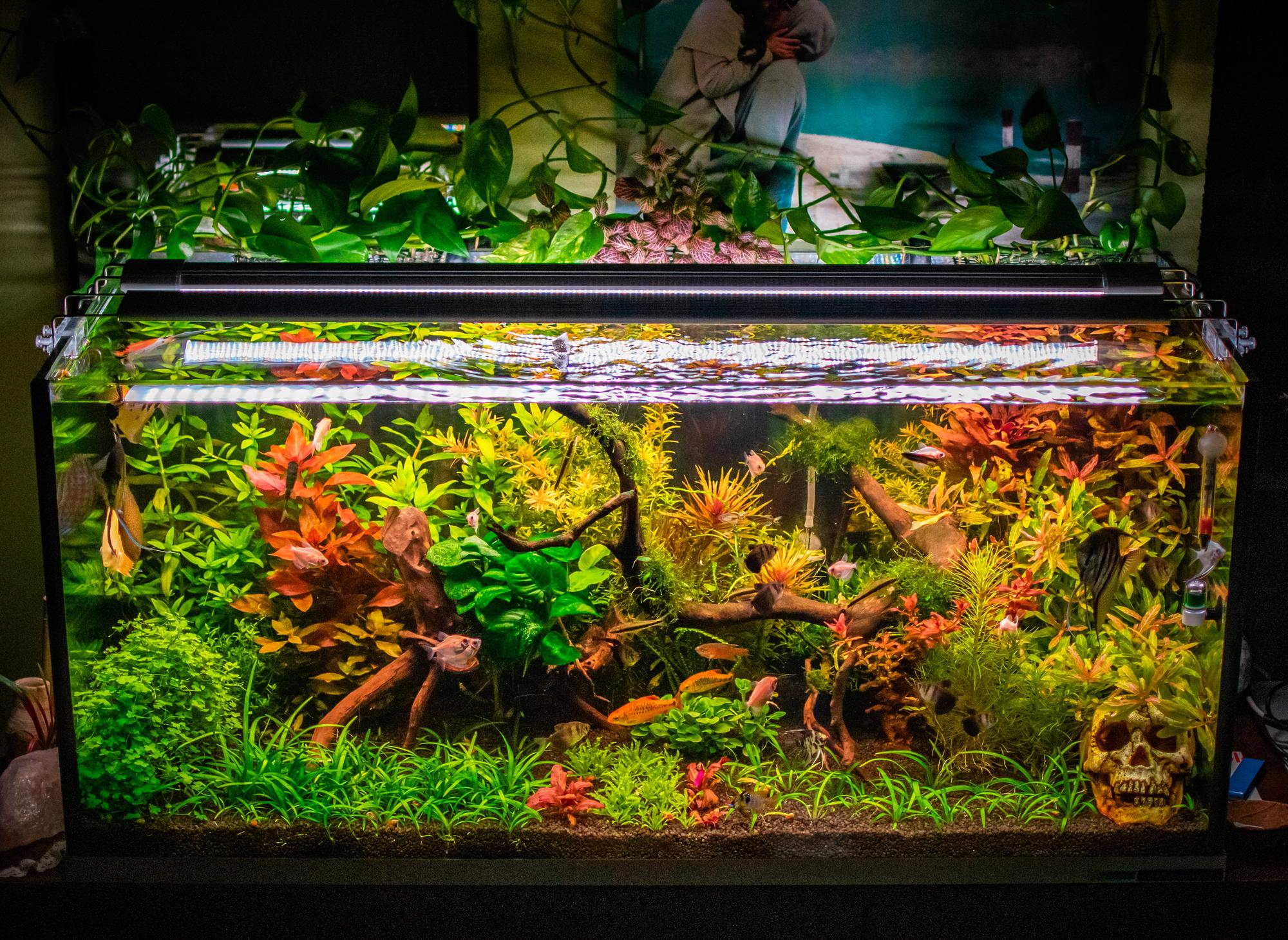 Best Saltwater Aquarium Fish A Comprehensive Guide for Beginners