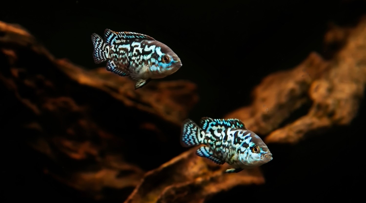 Electric Blue Jack Dempsey Care Tank Size, Mates, and Aggression