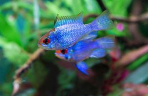 Read more about the article Why You Should Consider an Electric Blue Ram for Your Aquarium
