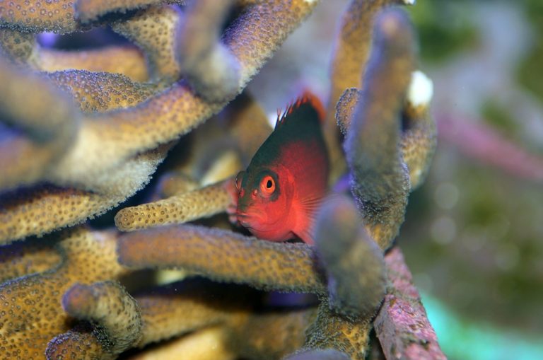 Flame Hawkfish: Lifespan, Breeding, Tank mates, Care & Aggression