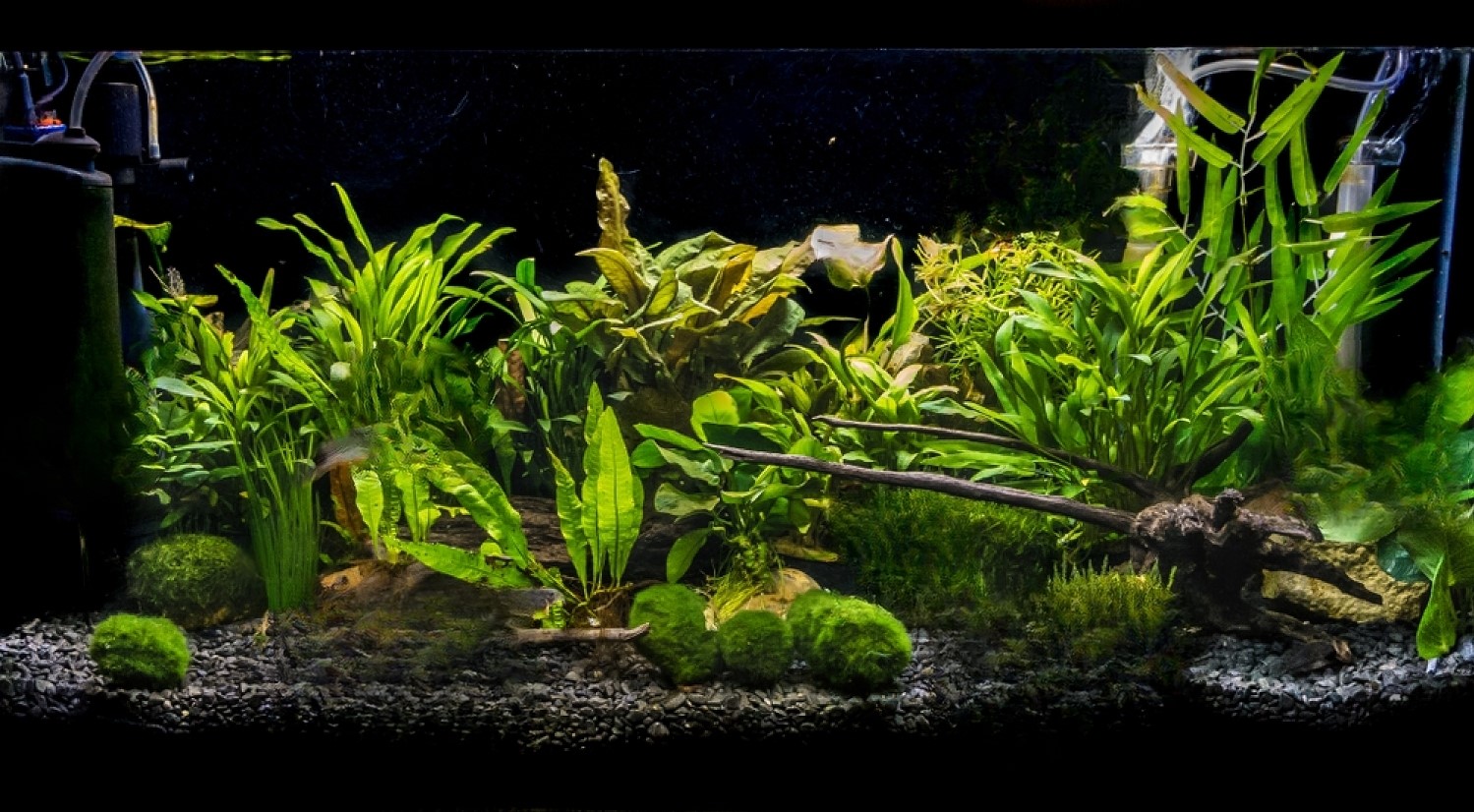 Java Moss Everything You Need To Know About This Aquarium Plant