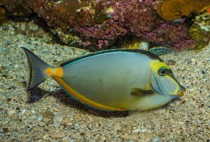 Read more about the article Naso Tang: Lifespan, Size, Tank Mates, and Aggression