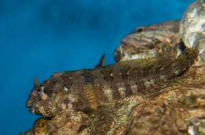 Read more about the article Lawnmower Blenny: The Small But Mighty Fish You Need in Your Tank