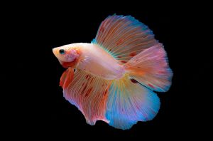 Read more about the article Double Tail Betta Fish: Rarity, Color, and Lifespan