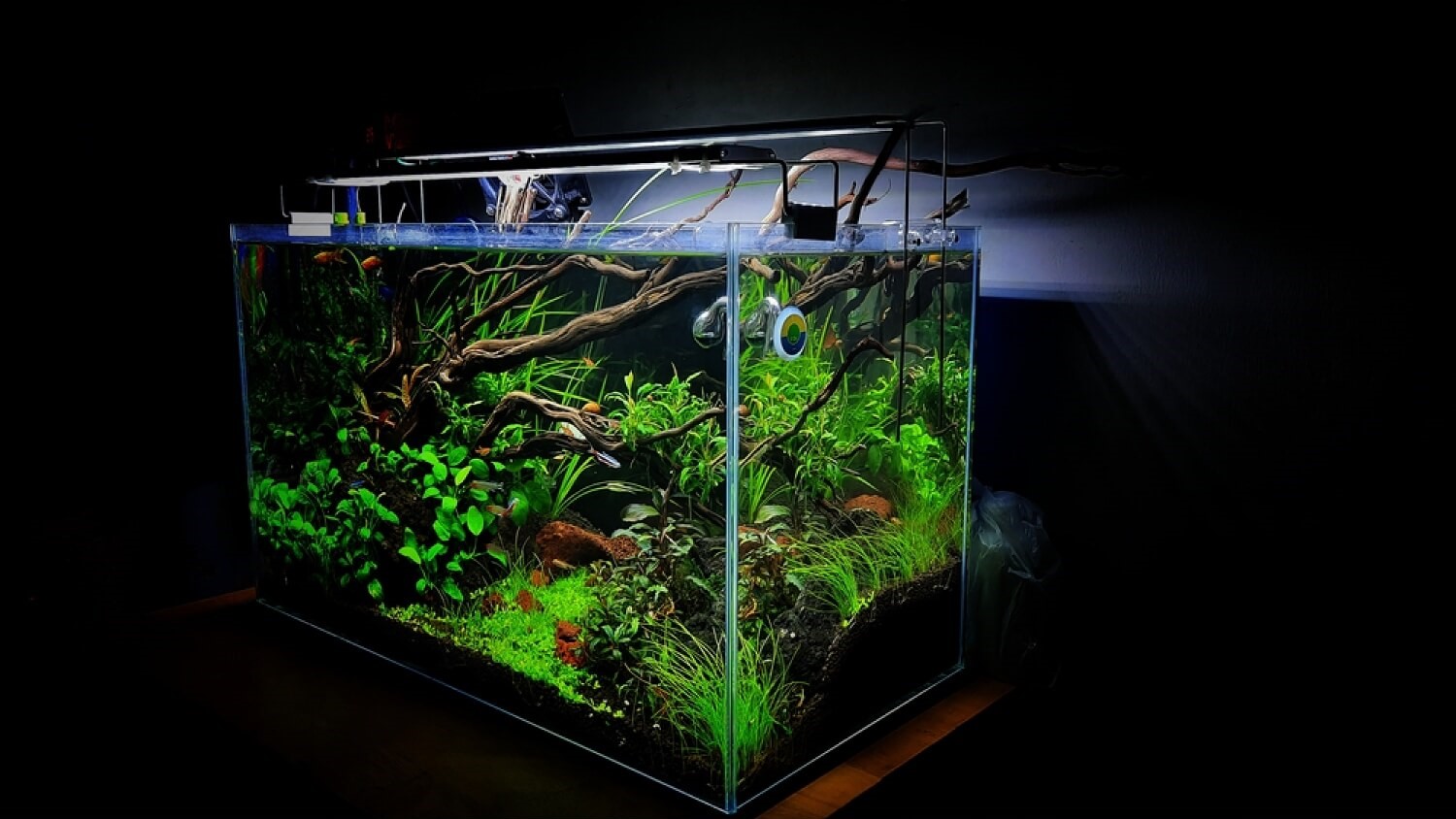 Read more about the article Aquascape Ideas: Enhancing Your Underwater World