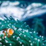Barracudas and Clownfish: Do They Make a Deadly Combination?