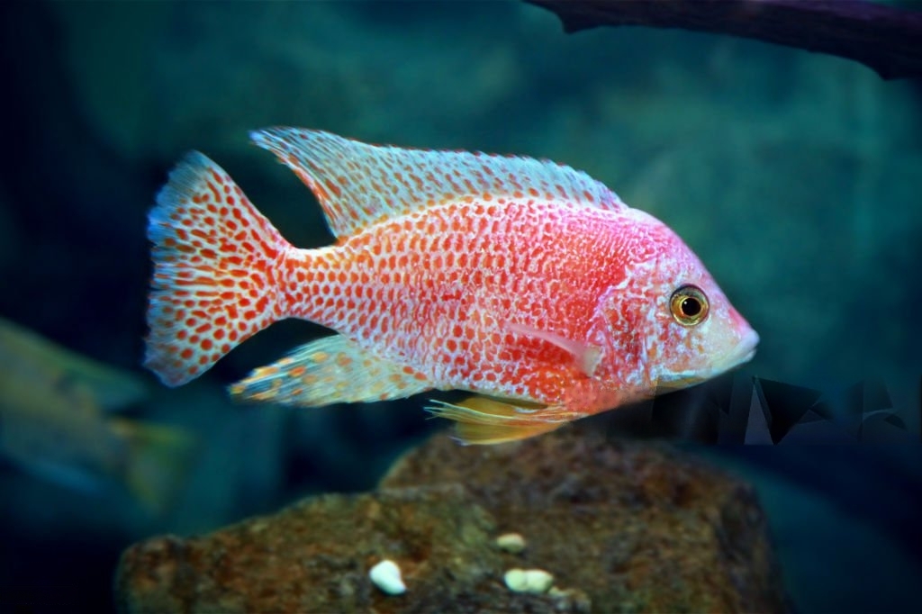 Read more about the article How To Tell If A Strawberry Peacock Cichlid Is Male Or Female