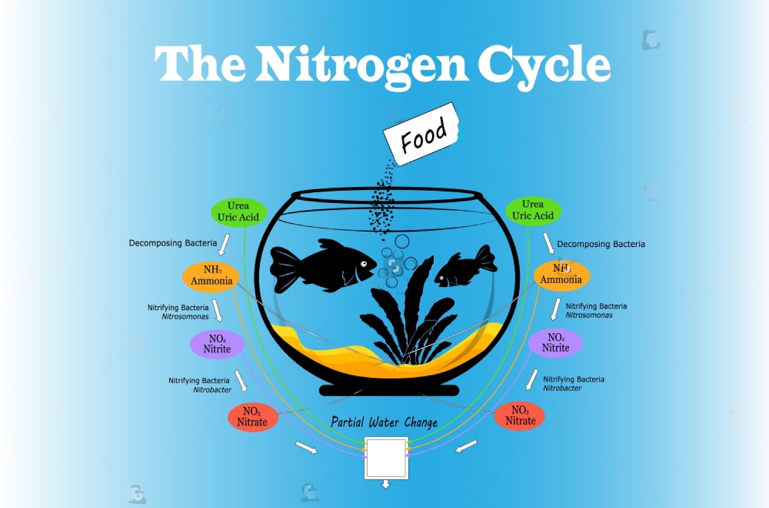 how-to-maintain-fish-tank-water-quality