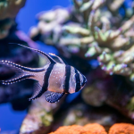 Mastering Banggai Cardinalfish Breeding: Tips and Techniques